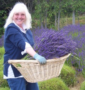 Susan appears to enjoy harvesting lavender!